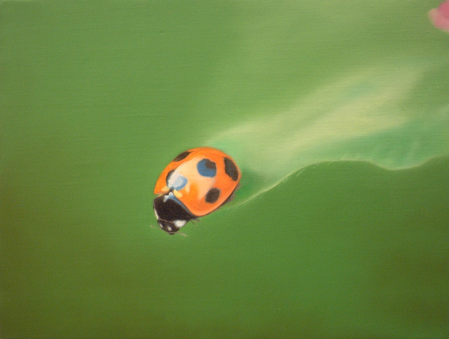carlo zanni - desktop wallpaper - ladybug, 2004
